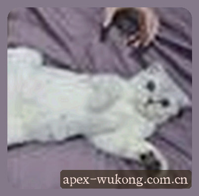 孙悦